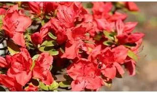 Red flowering azaleas