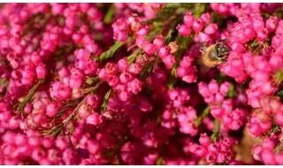 Red flowering heathers