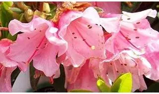 Rhododendrons for acidic soil