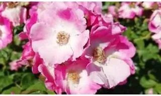 Rose plants for ground cover