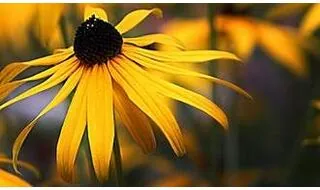 Rudbeckia plants