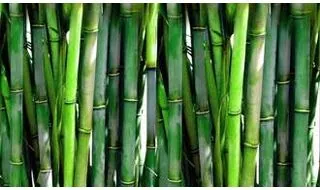 Running bamboo