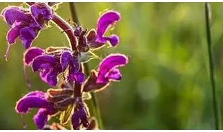 Salvia plants