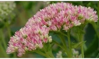 Sedum plants