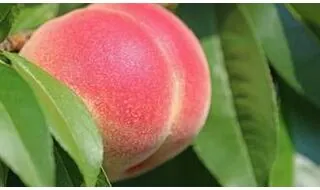 Shop all fruit trees