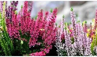 Shop all heather plants