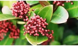 Skimmia