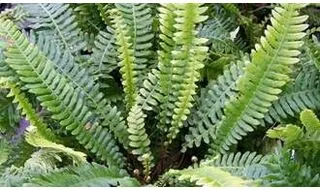 Small fern plants