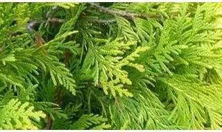 Thuja hedging plants