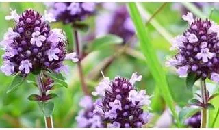 Thyme plants