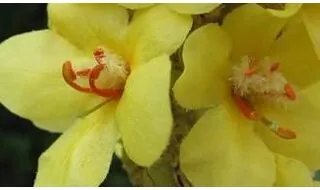 Verbascum plants