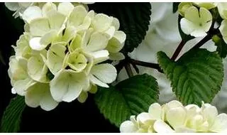 Viburnum