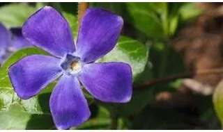 Vinca