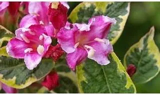 Weigela