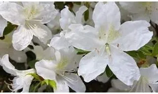 White flowering azaleas