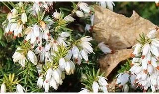 White flowering heathers