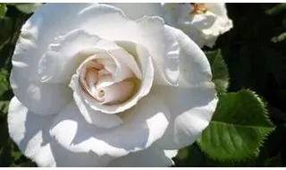 White rose plants