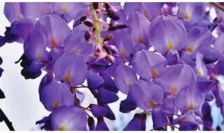 Wisteria plants