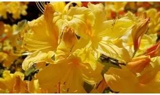 Yellow flowering azaleas