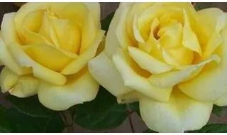 Yellow rose plants