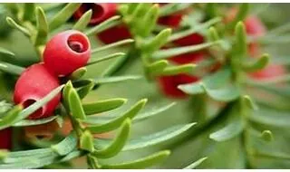 Yew hedging plants