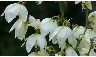 Yucca plants