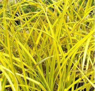 Buy Carex elata Aurea online from Jacksons Nurseries