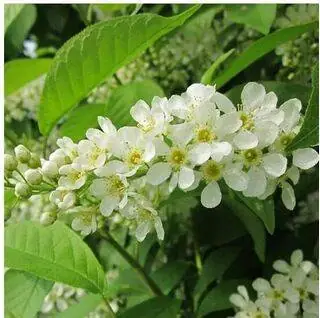 Prunus Padus white flowers