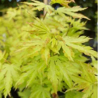 Buy Acer palmatum Anne Irene (Japanese Maple) online from Jacksons Nurseries.