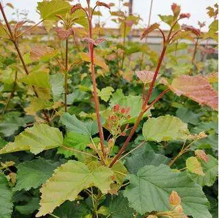 Buy Acer tataricum 'Hot Wings'  (Japanese Maple) online from Jacksons Nurseries.