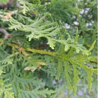 Buy Thuja occidentalis Brabant online from Jacksons Nurseries.