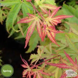 Buy Acer palmatum Wilson's Pink Dwarf (Japanese Maple) online from Jacksons Nurseries