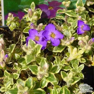 Buy Aubrieta Argenteovariegata (Aubretia) online from Jacksons Nurseries