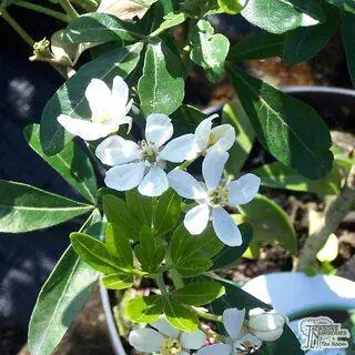 Buy Choisya ternata (Mexican Orange Blossom) online from Jacksons Nurseries