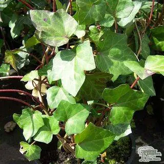 Buy Hedera hibernica online from Jacksons Nurseries