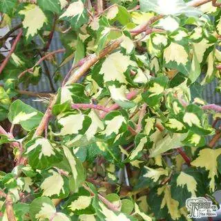 Buy Hedera helix Goldheart online from Jacksons Nurseries