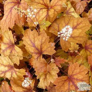 Buy Heucherella Sweet Tea online from Jacksons Nurseries