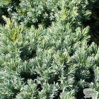 Small and Dwarf Conifer Plants - Buy Online