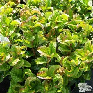 Buy Leucothoe axillaris Curly Red (Dog Hobble) online from Jacksons Nurseries