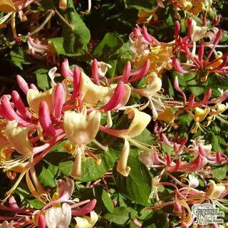 Buy Lonicera periclymenum Serotina online from Jacksons Nurseries