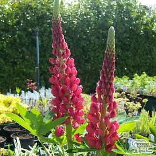 Buy Lupinus My Castle (Lupins (Red)) online from Jacksons Nurseries