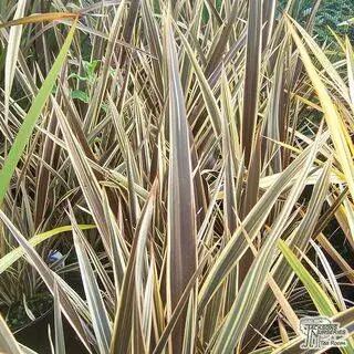 Buy Phormium Alison Blackman (New Zealand Flax) online from Jacksons Nurseries