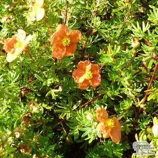 Buy Potentilla fruticosa Red Ace (Cinquefoil) online from Jacksons Nurseries