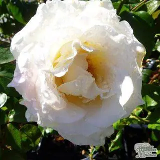 Buy Rosa Silver Wedding online from Jacksons Nurseries