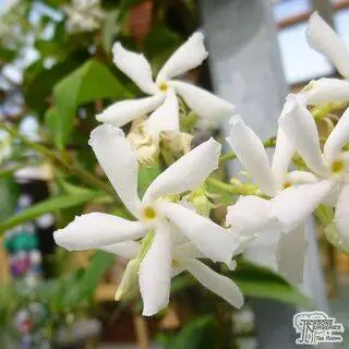 Buy Trachelospermum jasminoides online from Jacksons Nurseries