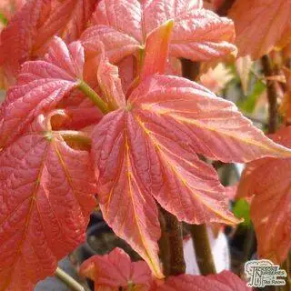 Buy Acer pseudoplatanus Brilliantissimum (Japanese Maple) online from Jacksons Nurseries