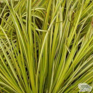 Buy Acorus gramineus Ogon online from Jacksons Nurseries