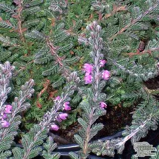 Buy Calluna vulgaris Sister Anne online from Jacksons Nurseries