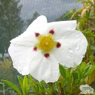 Buy Cistus x dansereaui Decumbens (Rock Rose) online from Jacksons Nurseries