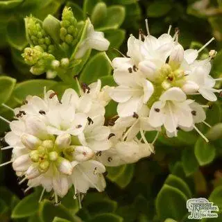 Buy Hebe pinguifolia Sutherlandii (Shrubby Veronica) online from Jacksons Nurseries